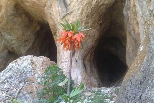 غار-سفید-خانی-استان-مرکزی
