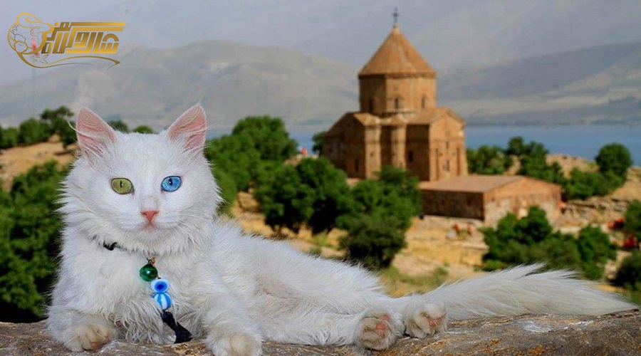 بازدید از خانه گربه ها در تور وان