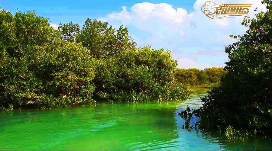 جنگل حرا در تور قشم