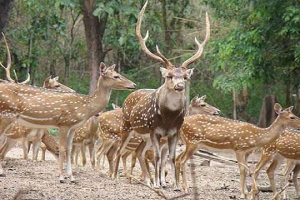 بوستان آهوان