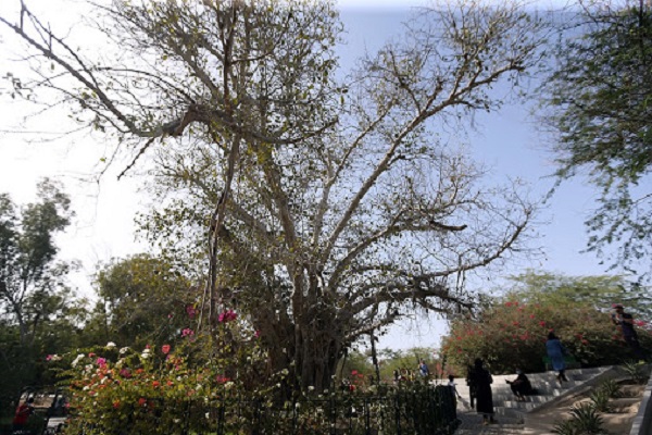 نمایی از درخت سبز کیش