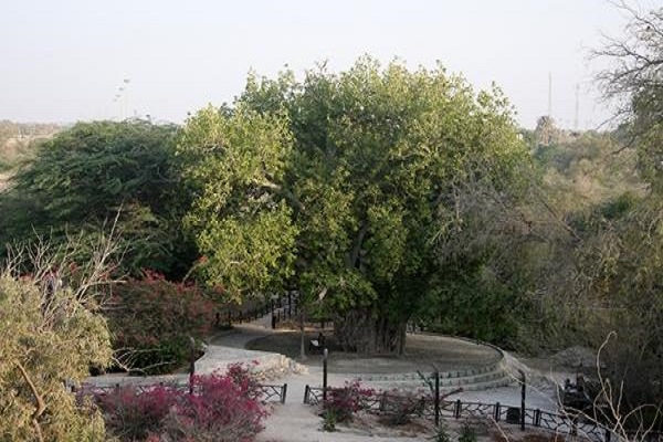 نمایی بالا از اطراف درخت سبز کیش