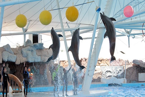 حرکات دلفین ها در پارک دلفین های کیش