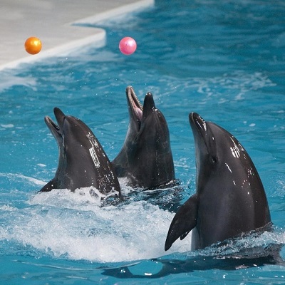 پارک دلفین های کیش