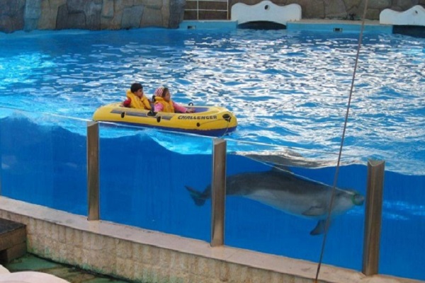 کودکان در پارک دلفین های کیش