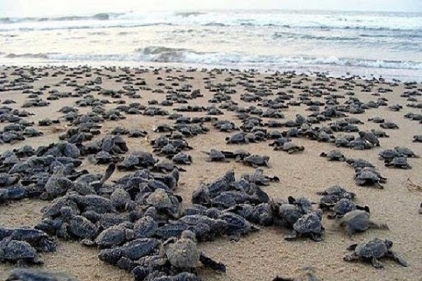 لاکپشت ها در جزیره هندورابی کیش