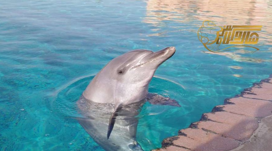 رفتن به پارک دلفین ها در تور مارماریس فروردین 1403