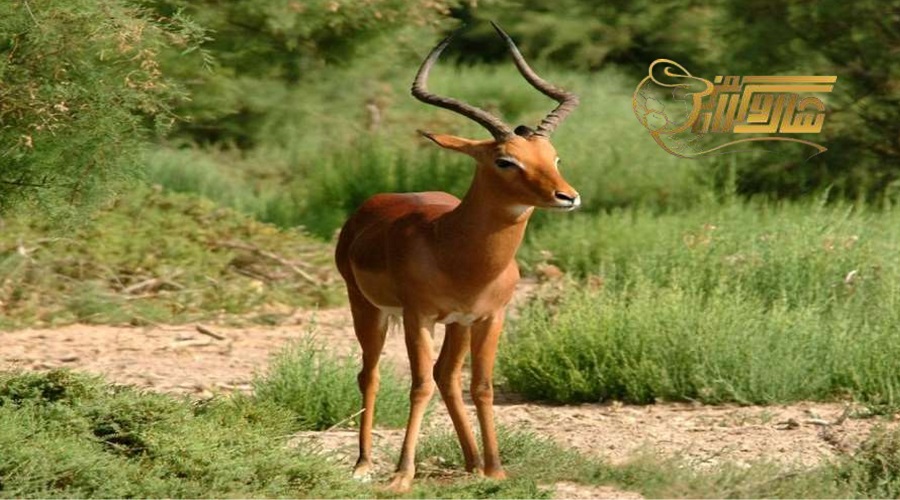 بازدید از بوستان آهوان در تور کیش شهریور 1404