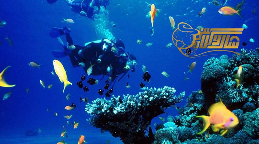 غواصی در دریای مدیترانه | تجربه‌ای ناب زیر آب 