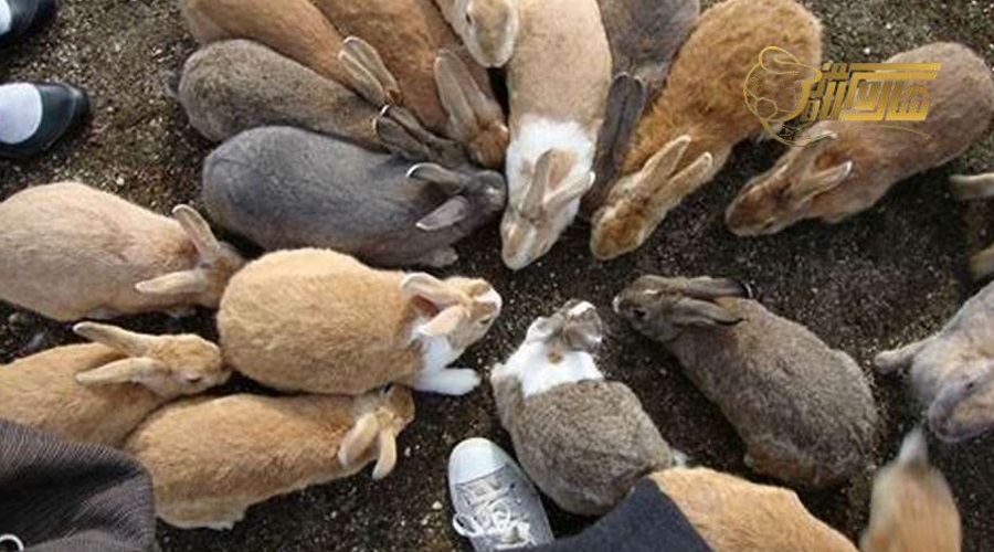 بازدید از جزیره خرگوش در تور بدروم شهریور 1403