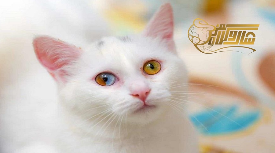 بازدید از خانه گربهها در تور وان آبان 1404
