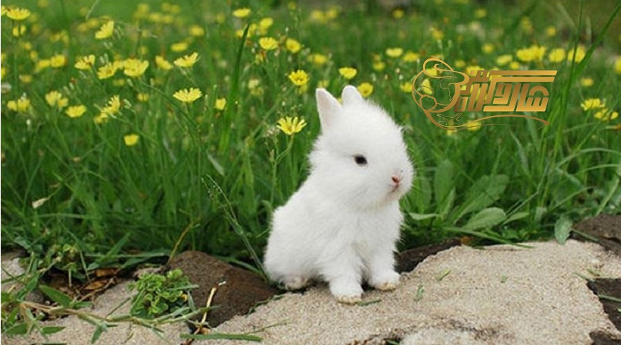 بازدید از جزیره خرگوش در تور بدروم نوروز ۱۴۰۵ ðð☀️