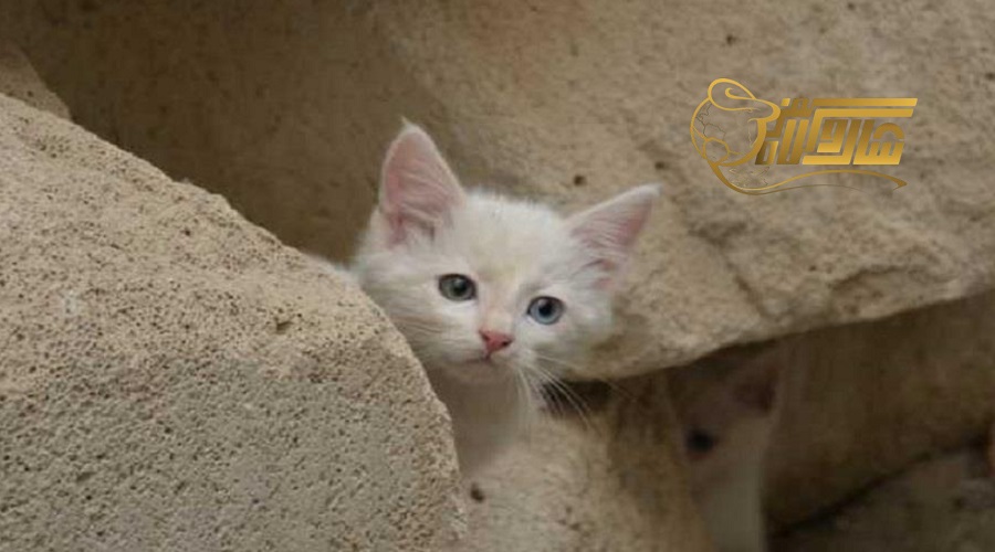 بازدید از خانه گربه‌ها در تور وان مرداد ۱۴۰۵ — جاذبه‌ای متفاوت و دلنشین!