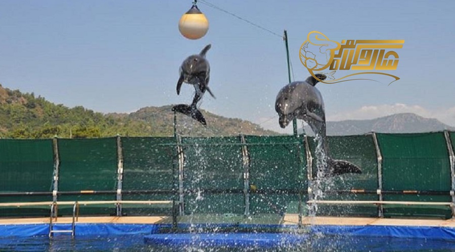 رفتن به پارک دلفین ها در تور مارماریس مهر 1401