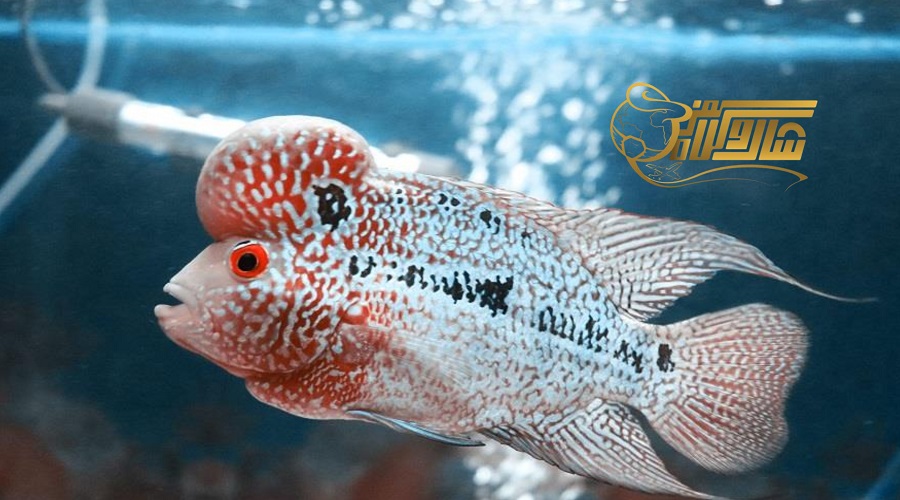 بازدید از آکواریوم سی لایف در تور بانکوک دی ۱۴۰۴ – دنیای زیر آب شگفت‌انگیز! ð