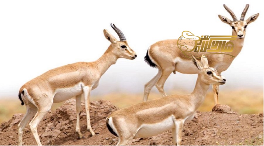 بازدید از بوستان آهوان در تور کیش دی ۱۴۰۴ ð¦ð¿