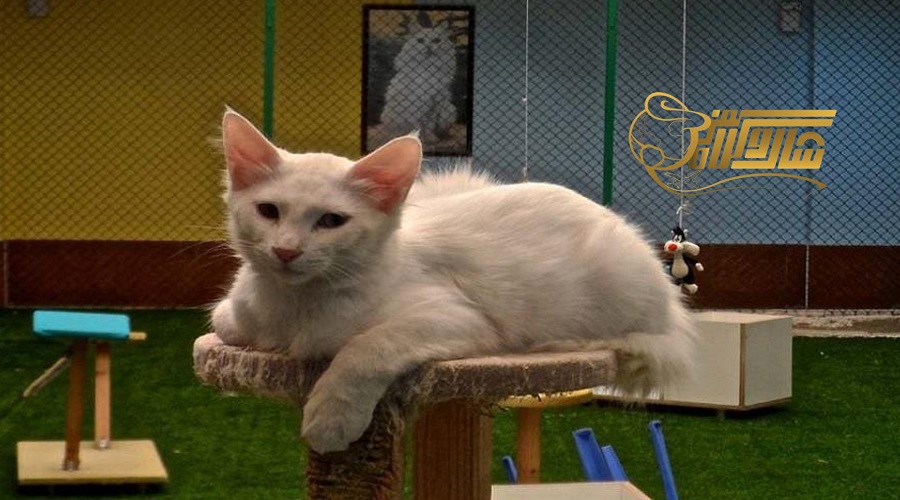 خانه گربه‌ها در وان؛ سفری جادویی به دنیای گربه‌ها ð±✨