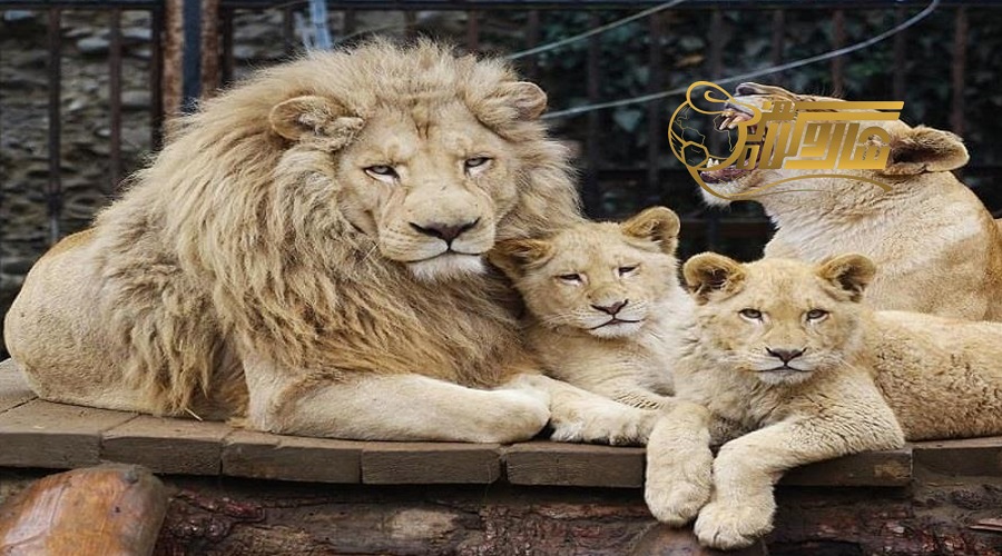 سافاری ورلد بانکوک؛ تجربه‌ای از طبیعت وحشی و هیجان‌انگیز ð¦ð´