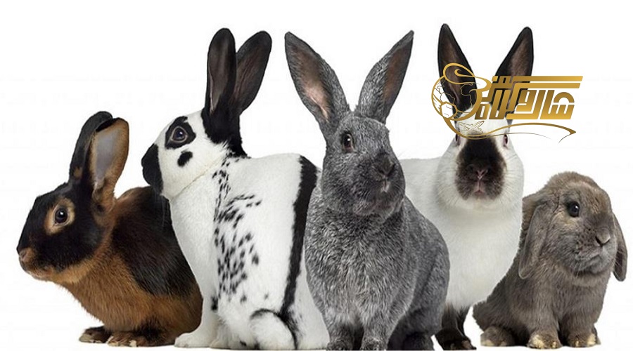 بازدید از جزیره خرگوش در تور بدروم دی ۱۴۰۴ ðð️