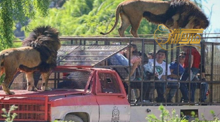 تجربه هیجان‌انگیز سافاری ورلد در تور بانکوک اسفند ðð´
