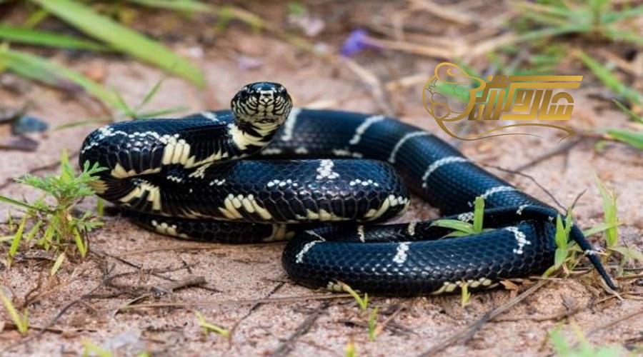 بازدید از مزرعه مارهای سامویی در تور آذر ۱۴۰۴ ðð´