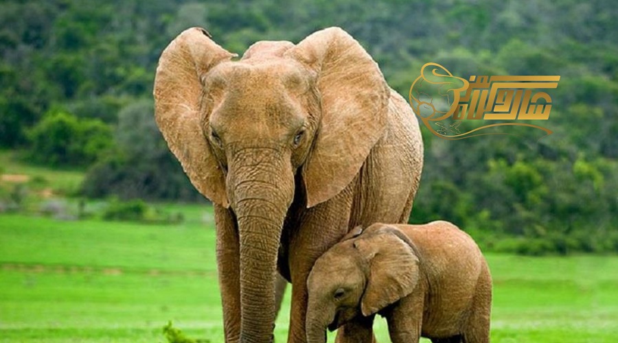 بازدید از کمپ فیل‌ها در تور سامویی آذر ۱۴۰۴ ðð´