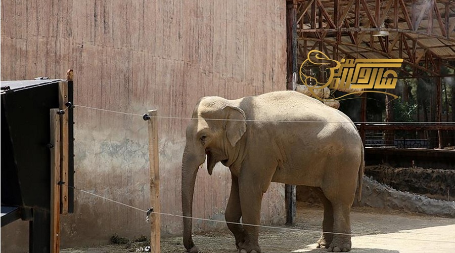 رفتن به کمپ فیل ها در تور سامویی پاییز 1403