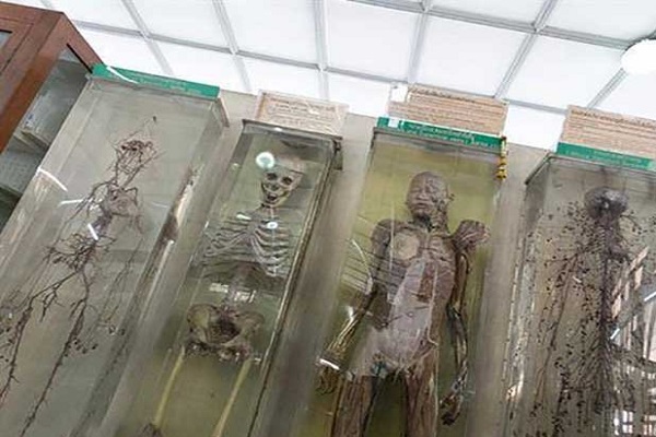 بخش کالبد شکافی موزه پزشکی سیریراج تایلند
