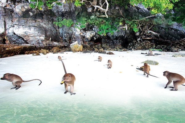درباره ساحل میمون تایلند