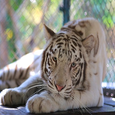 باغ وحش تایگر کینگدام تایلند