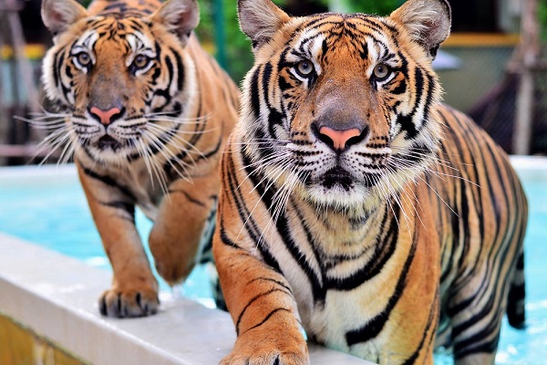 درباره باغ وحش تایگر کینگدام تایلند