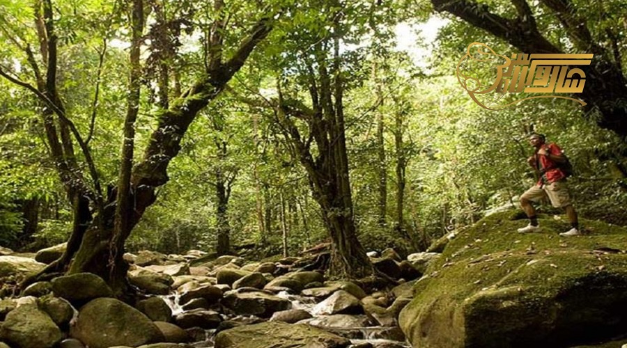 بازدید از پارک ملی گونونگ گادینگ در تور مالزی فروردین ۱۴۰۵؛ طبیعت بکر مالزی ð️