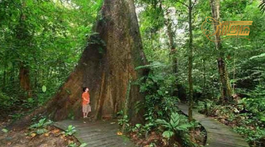 بازدید از پارک ملی گونونگ گادینگ در تور مالزی تابستان 1403