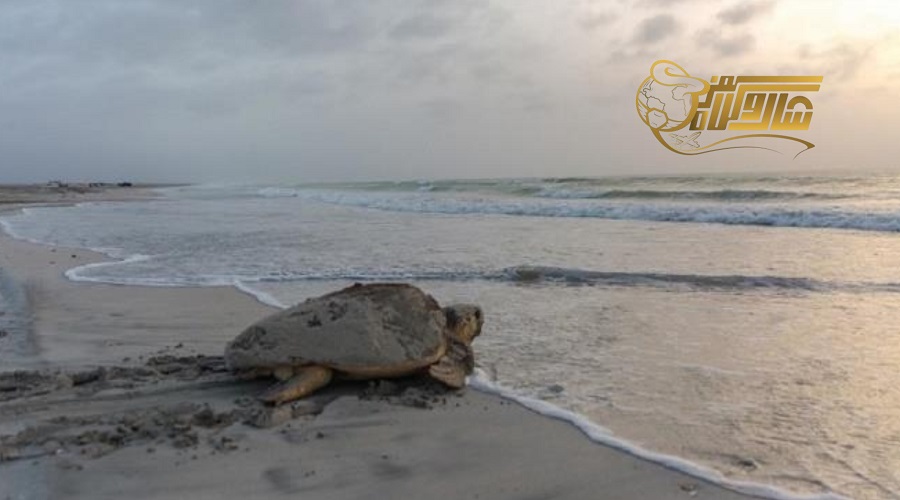 بازدید از جزیره مصیره در تور عمان بهمن ۱۴۰۴ ð️ð¢
