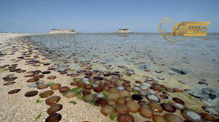 قیمت تور قشم نوروز ۱۴۰۵؛ چگونه بهترین قیمت را پیدا کنیم؟ ð️✨